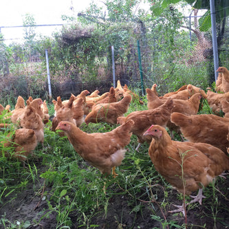 READY TO LAY PULLETS - FARM PICK UP OR SHIPPED