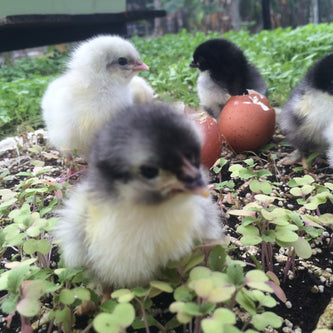 Baby Chick PULLETS 1-2 Weeks old