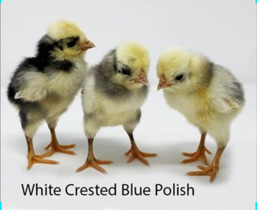 White Crested Blue Polish - FEMALE
