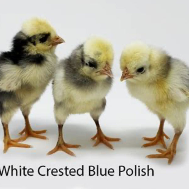 White Crested Blue Polish - FEMALE