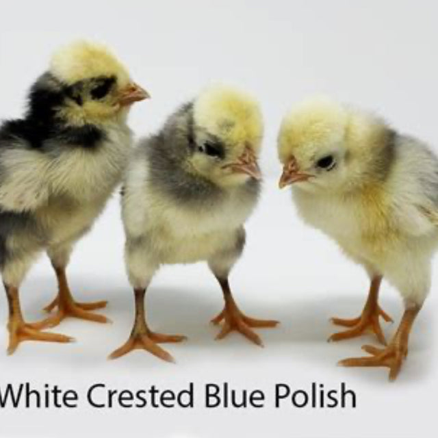 White Crested Blue Polish - FEMALE