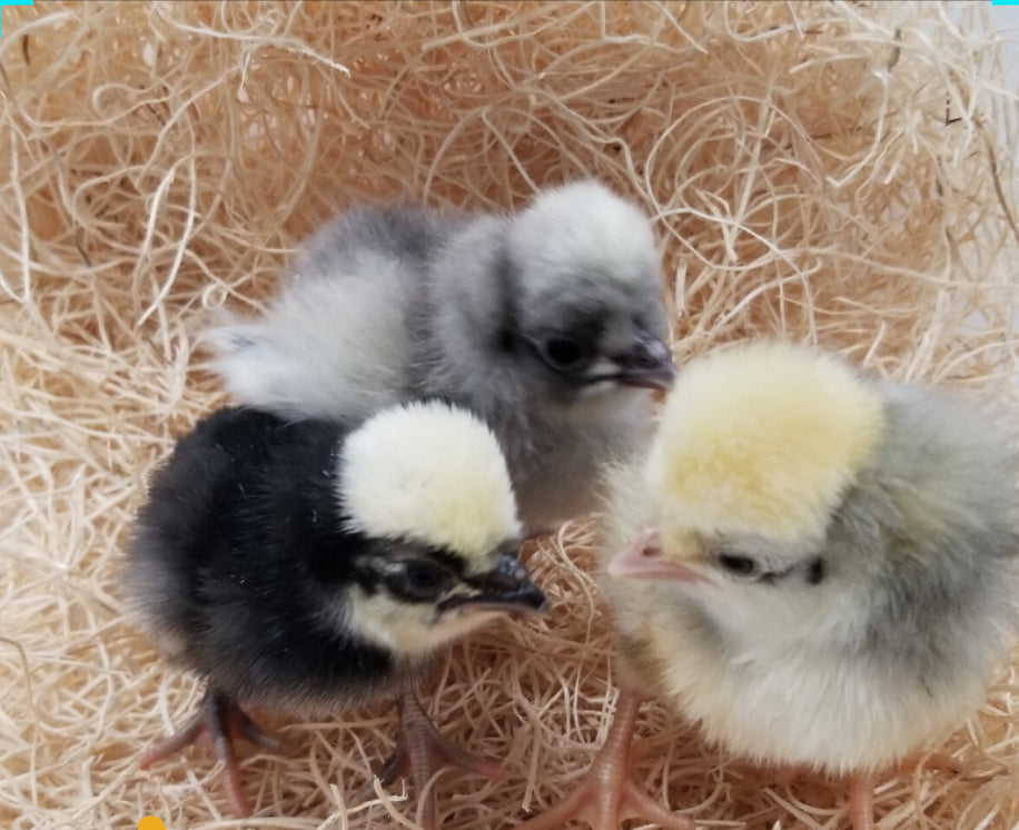 White Crested Blue Polish - FEMALE