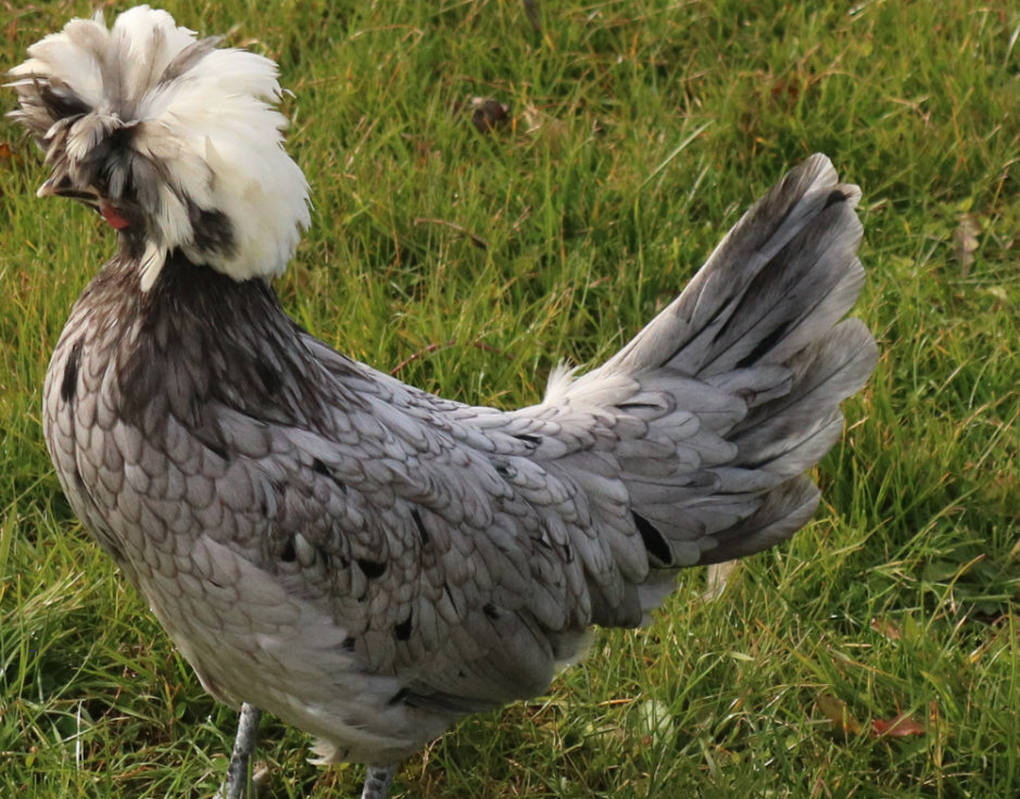 White Crested Blue Polish - FEMALE