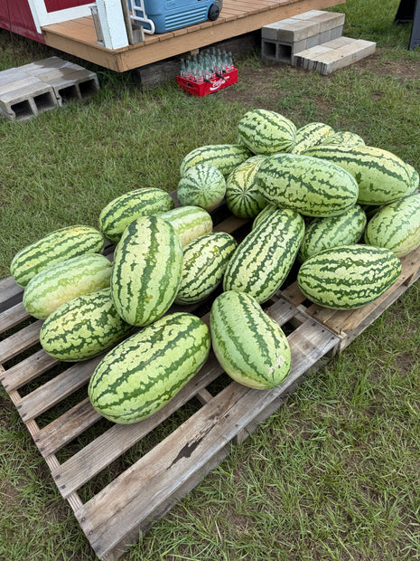 Jubilee Watermelons