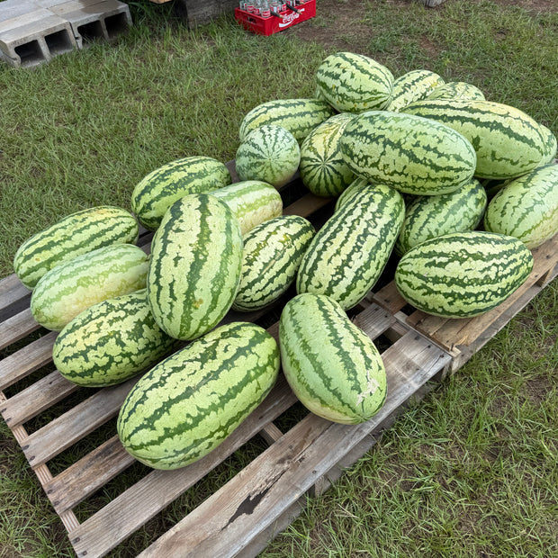 Jubilee Watermelons