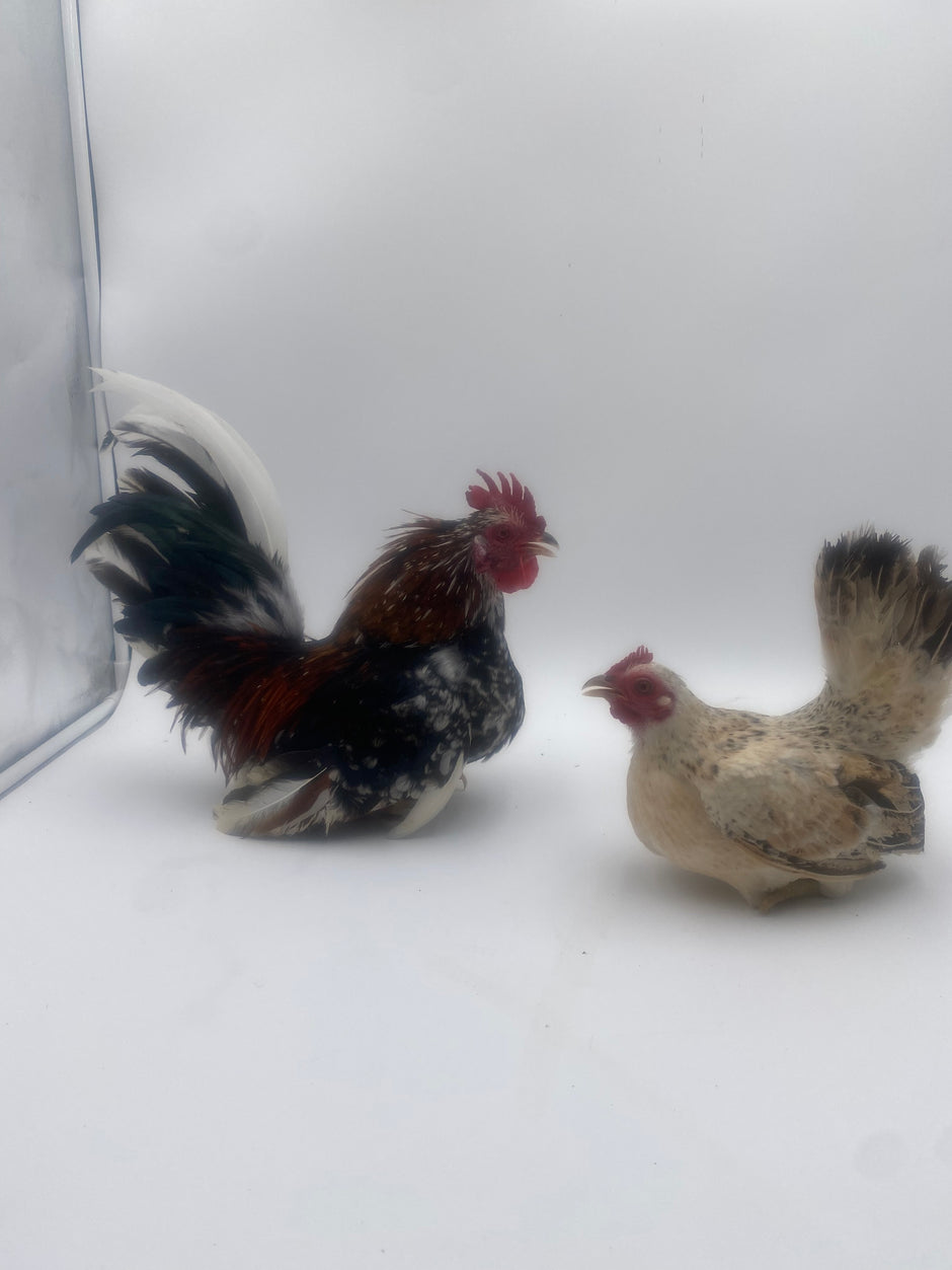 SERAMA BANTAM CHICKENS