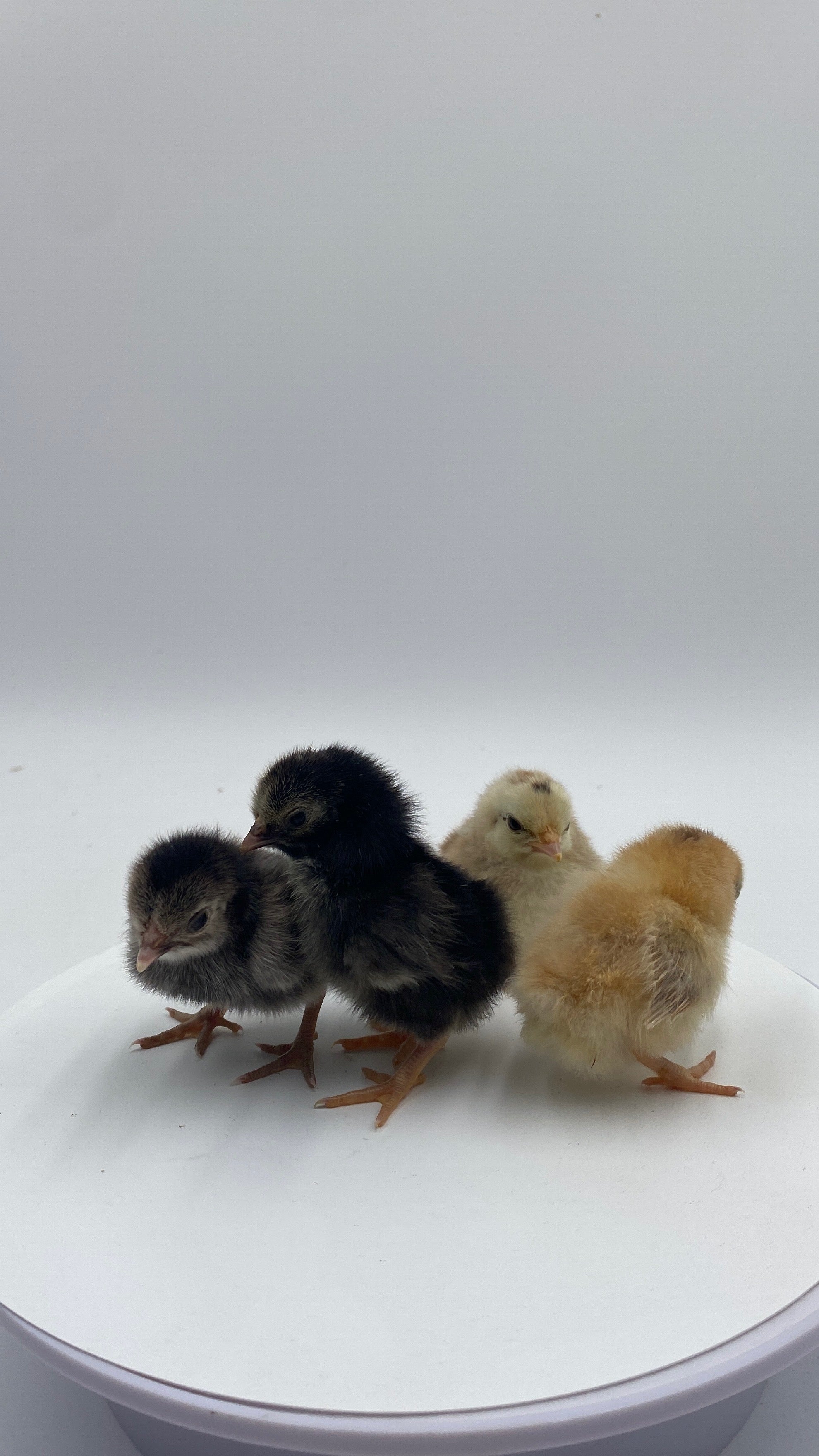 SERAMA BANTAM CHICKENS