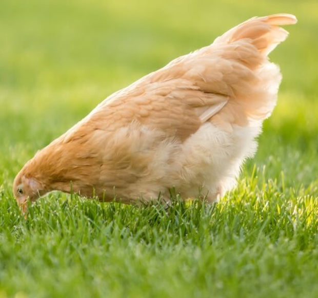 Started Pullets - 6 Week Old