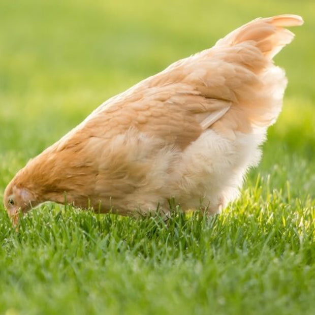 Started Pullets - 6 Week Old