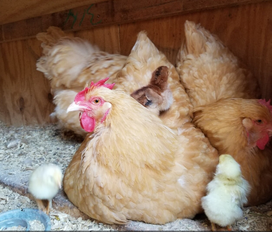Buff Orpington - FEMALE