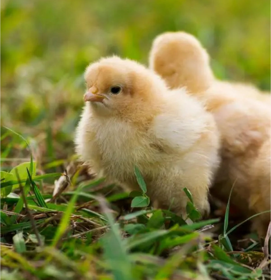 Buff Orpington - FEMALE