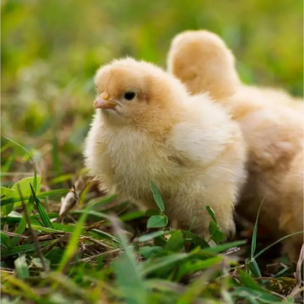 Buff Orpington - FEMALE