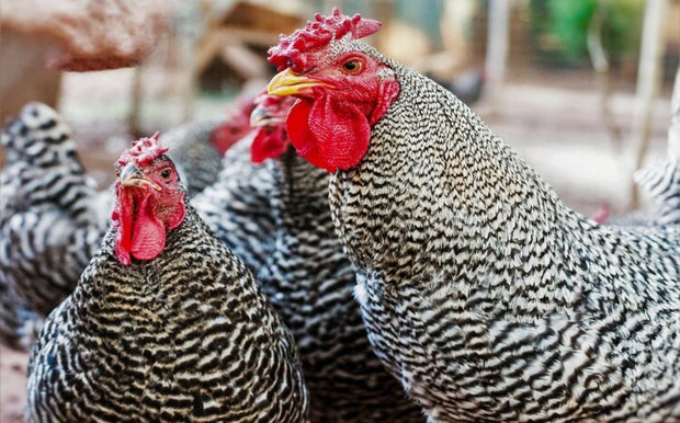 Dominique Chicken - FEMALE CHICK