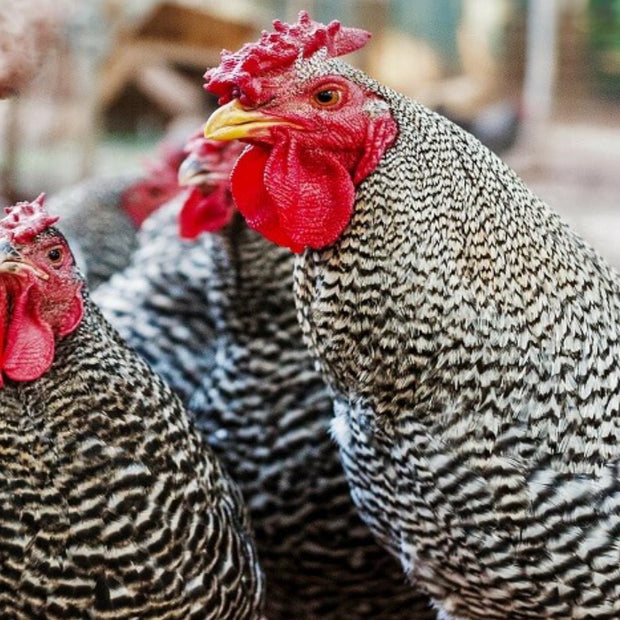 Dominique Chicken - FEMALE CHICK