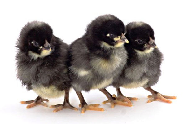 Dominique Chicken - FEMALE CHICK