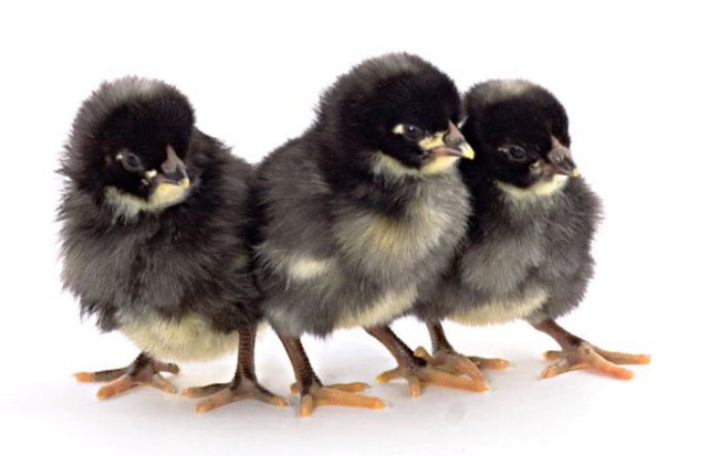 Dominique Chicken - FEMALE CHICK