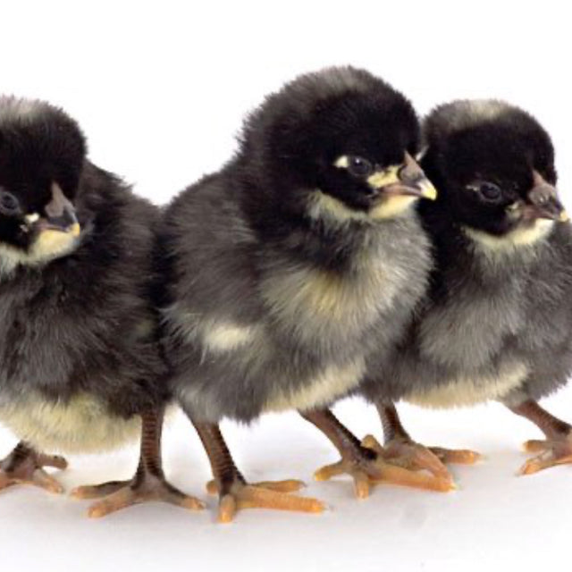 Dominique Chicken - FEMALE CHICK