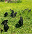 Swedish Black Hen (SVART HONA)