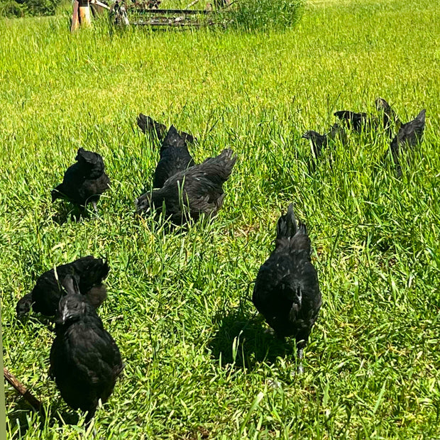 Swedish Black Hen (SVART HONA)