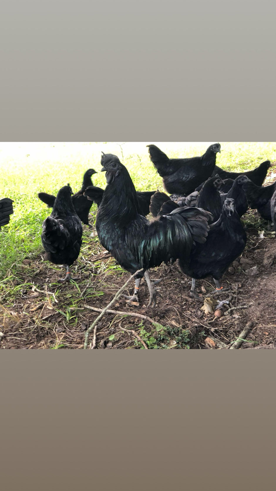Swedish Black Hen (SVART HONA)
