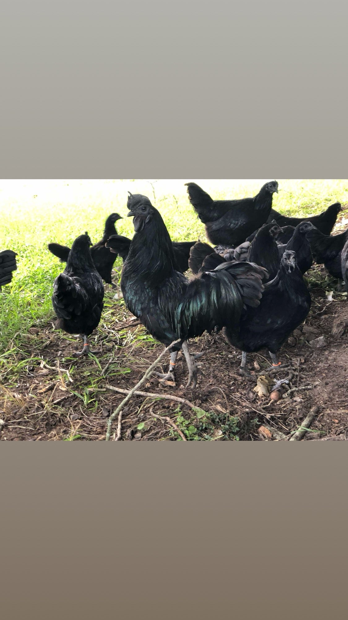 Swedish Black Hen (SVART HONA)
