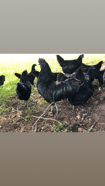 Swedish Black Hen (SVART HONA)
