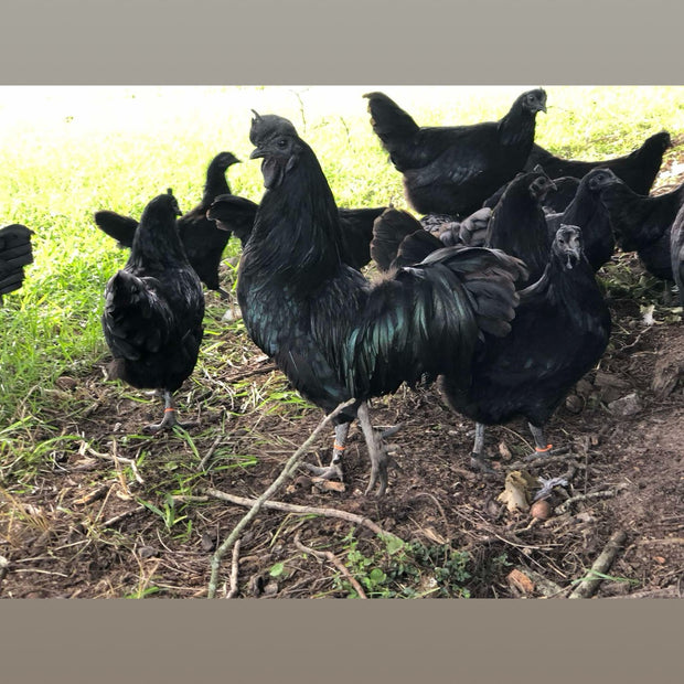 Hatching Eggs - Swedish Black Hen (SVART HONA)