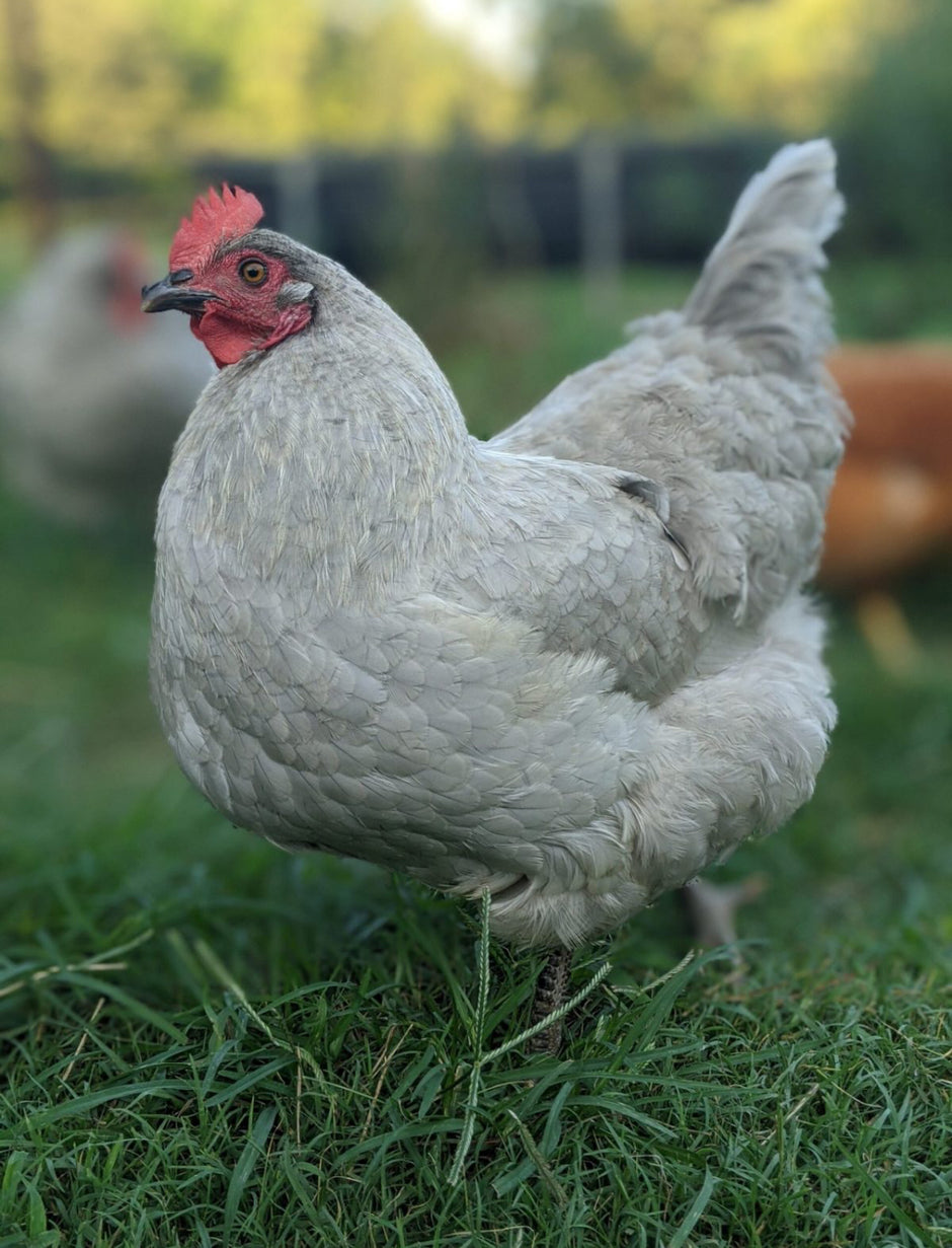 Lavendar Orpingtons - 6-week-old FEMALE