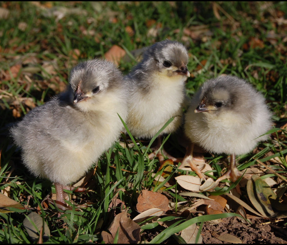 Lavendar Orpingtons - 6-week-old FEMALE