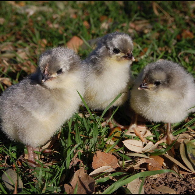 Lavendar Orpingtons - 6-week-old FEMALE