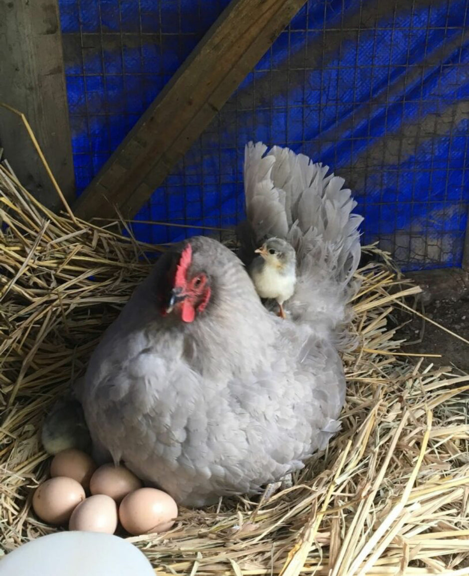 Lavendar Orpingtons - 6-week-old FEMALE