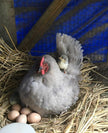 Lavendar Orpingtons - 6-week-old FEMALE