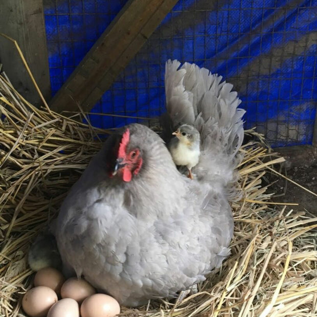 Lavendar Orpingtons - 6-week-old FEMALE