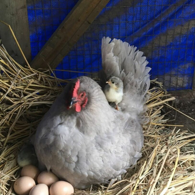 Lavendar Orpingtons - 6-week-old FEMALE
