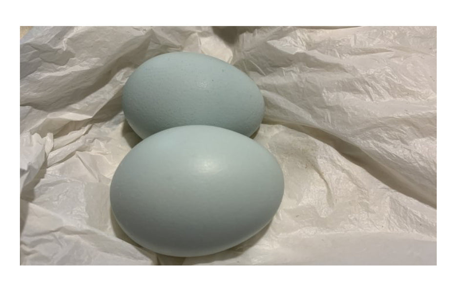 Azur - BLUE EGGS - READY TO LAY = FARM PICK UP or SHIPPING AVAILABLE