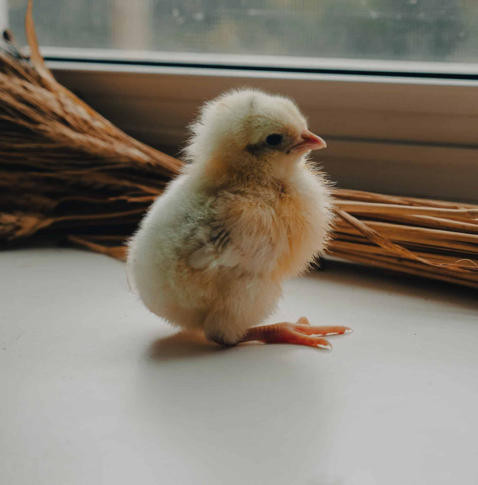 Azur - BLUE EGGS - READY TO LAY = FARM PICK UP or SHIPPING AVAILABLE