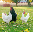 Azur - BLUE EGGS - READY TO LAY = FARM PICK UP or SHIPPING AVAILABLE
