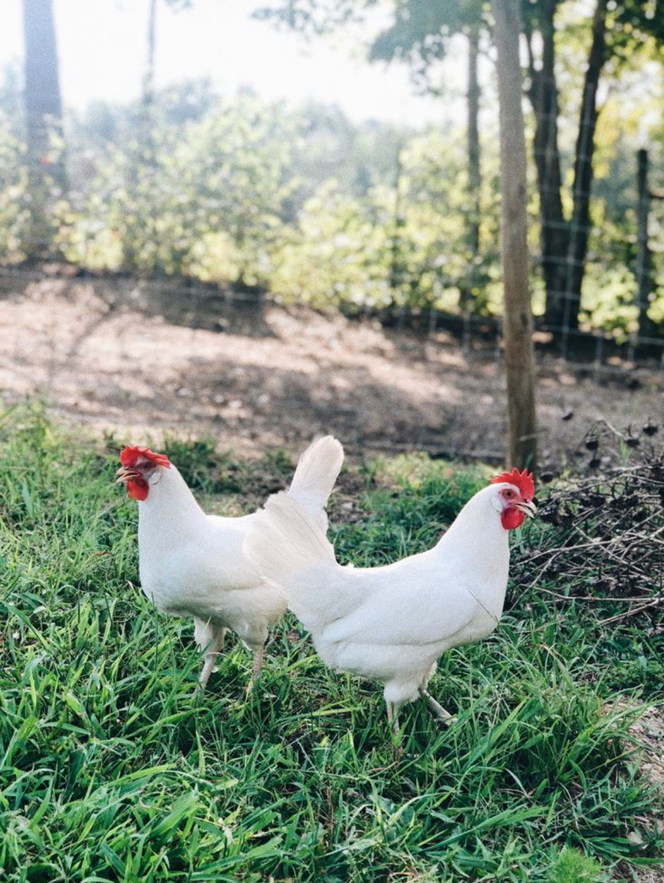 Azur - BLUE EGGS - READY TO LAY = FARM PICK UP or SHIPPING AVAILABLE