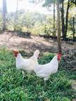 Azur - BLUE EGGS - READY TO LAY = FARM PICK UP or SHIPPING AVAILABLE