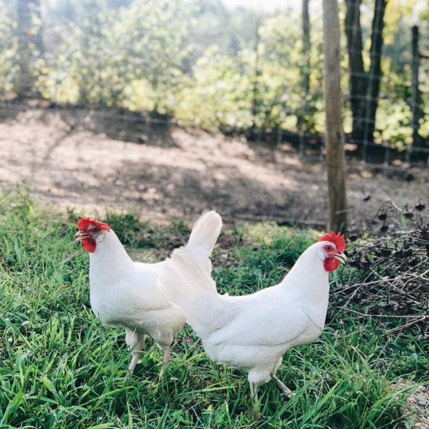 Azur - BLUE EGGS - READY TO LAY = FARM PICK UP or SHIPPING AVAILABLE