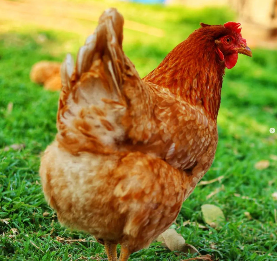 Bovan Reds - BROWN EGGS - READY TO LAY = PICK UP ONLY and Shipping Available