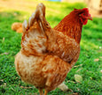 Bovan Reds - BROWN EGGS - READY TO LAY = PICK UP ONLY and Shipping Available