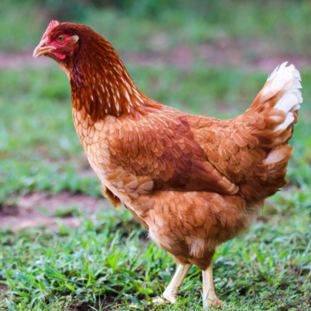 Bovan Reds - BROWN EGGS - READY TO LAY = PICK UP ONLY and Shipping Available