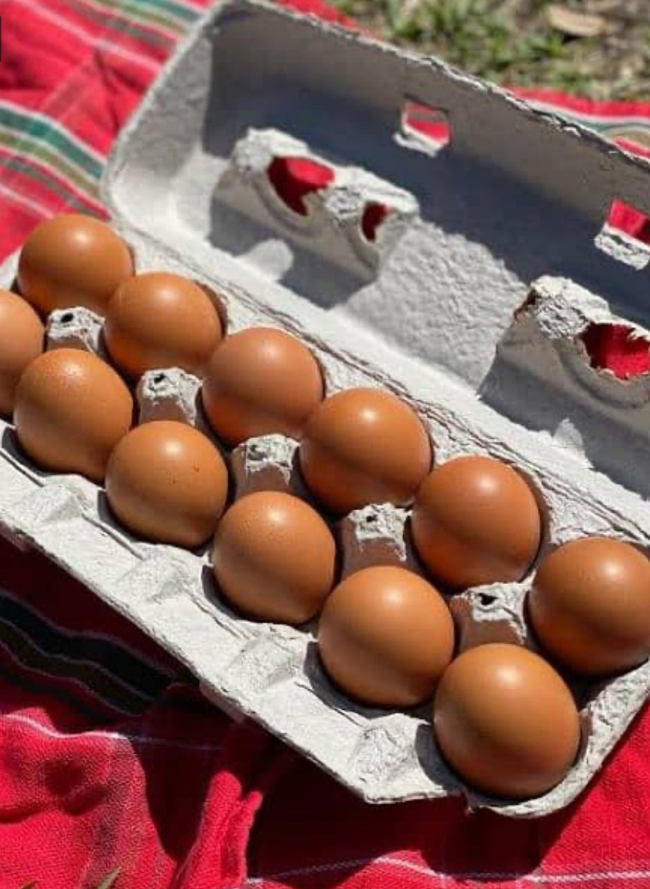 Bovan Reds - BROWN EGGS - READY TO LAY = PICK UP ONLY and Shipping Available