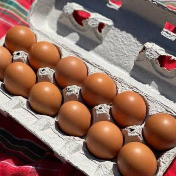 Bovan Reds - BROWN EGGS - READY TO LAY = PICK UP ONLY and Shipping Available