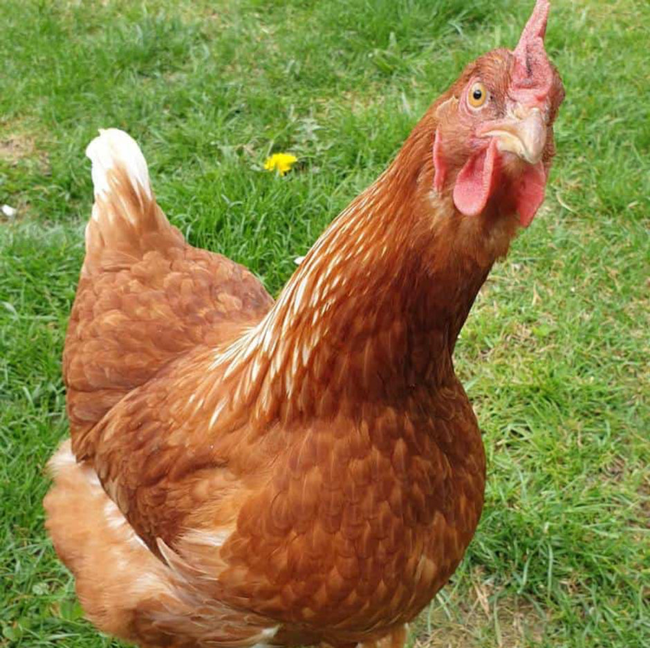 Bovan Reds - BROWN EGGS - READY TO LAY = PICK UP ONLY and Shipping Available