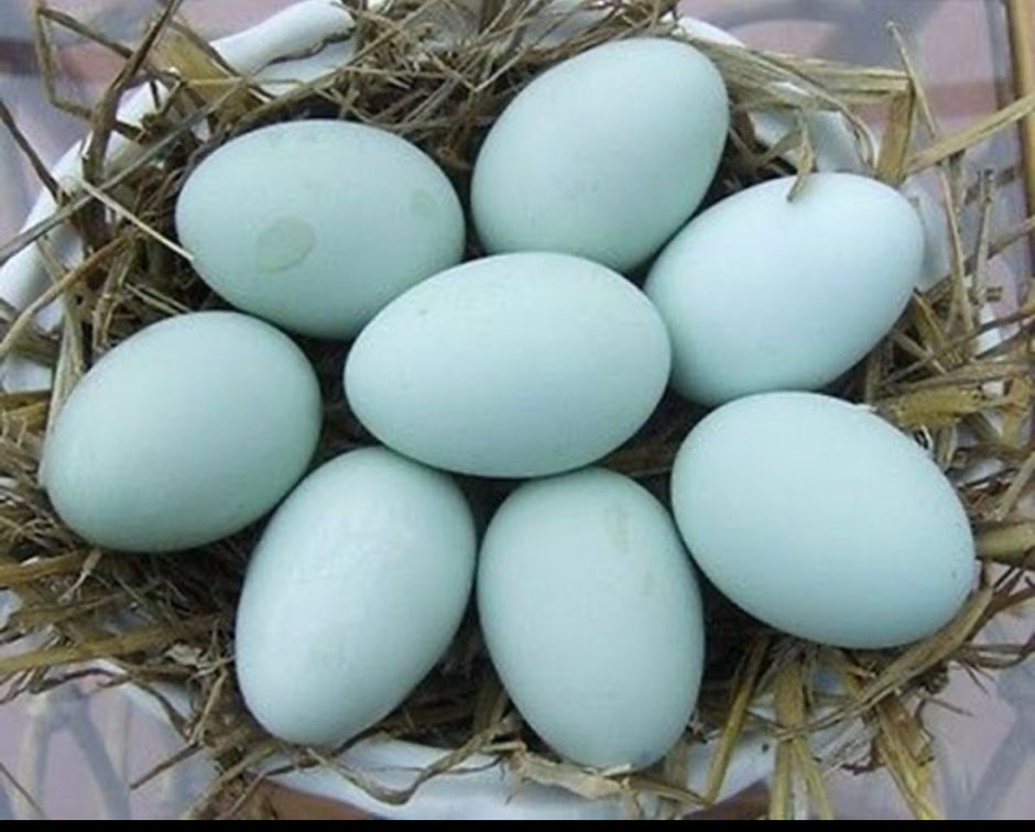Farm Fresh Eggs