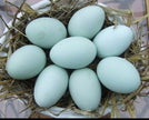 Farm Fresh Eggs