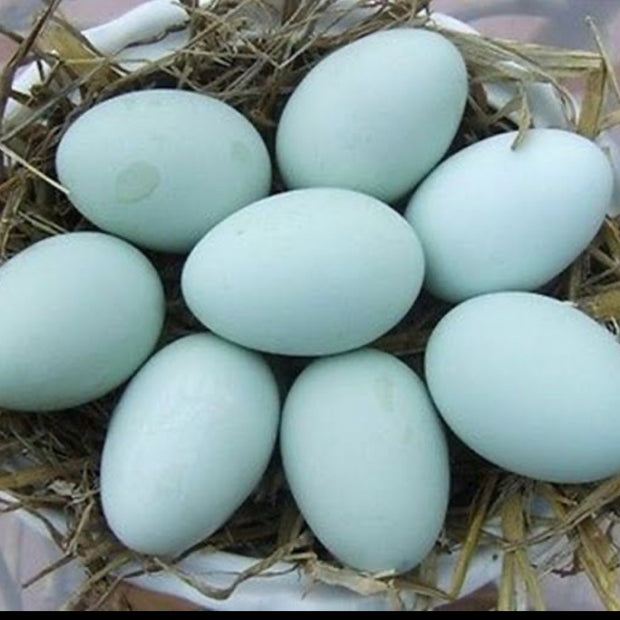 Farm Fresh Eggs