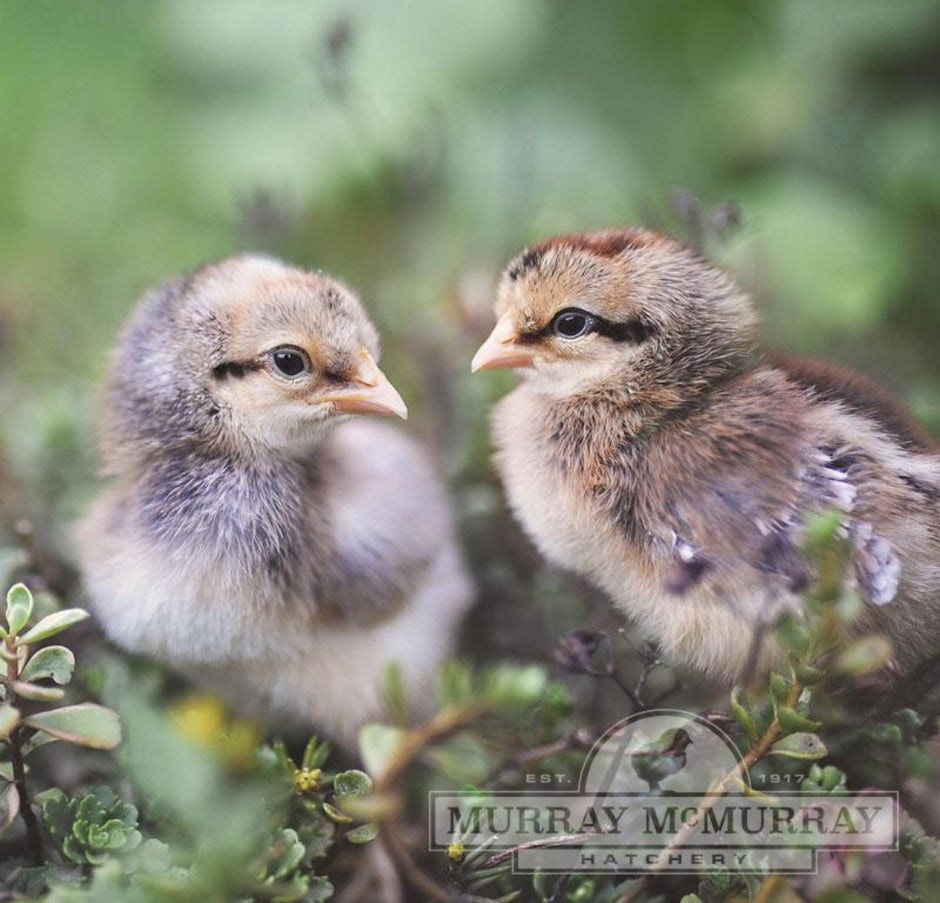 Cream Legbar - Female Teal Eggs